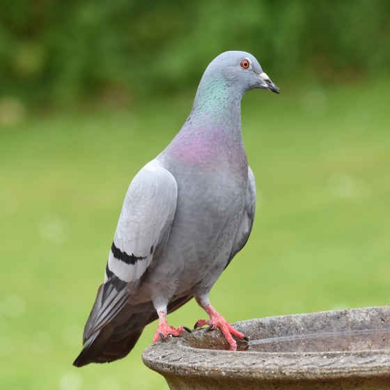 Rock Dove | BTO - British Trust For Ornithology